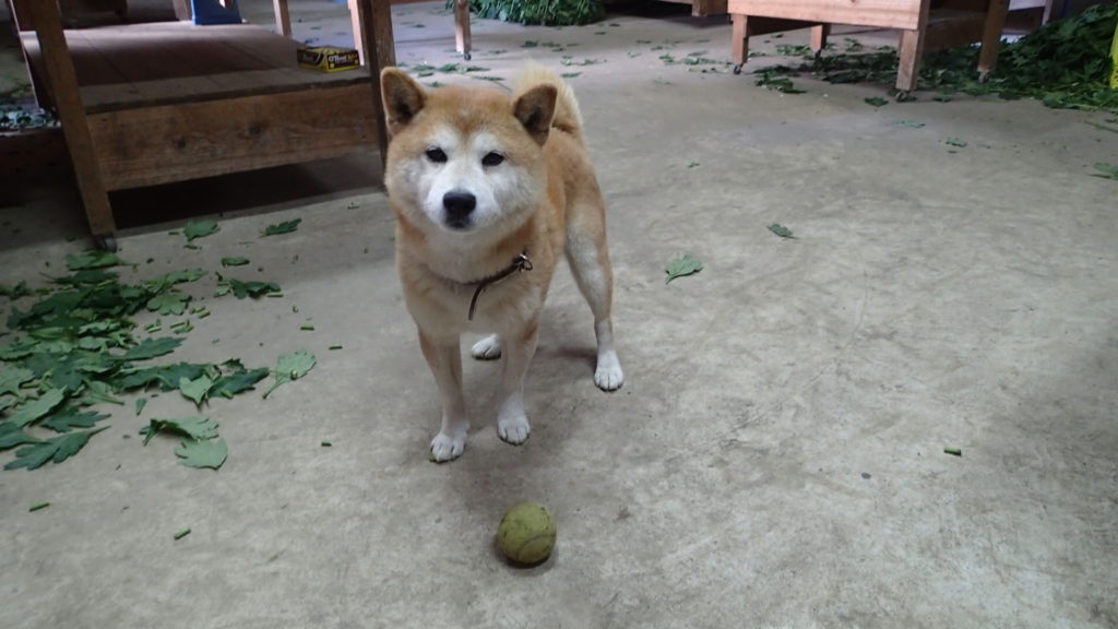 おばちゃん、蹴ってよいよ！