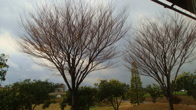 風でケヤキの葉っぱは、全部飛ばされてしまいました。