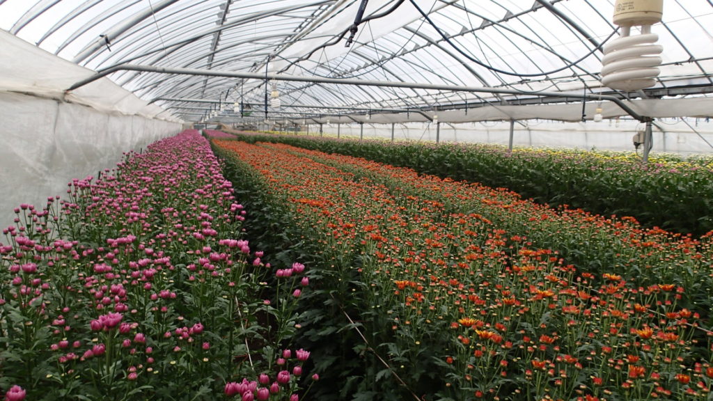 収穫が始まったころです。