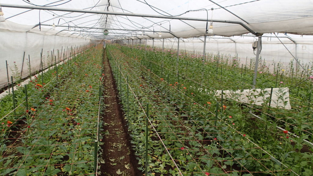 今日撮影、ほぼ終了先が見えました。