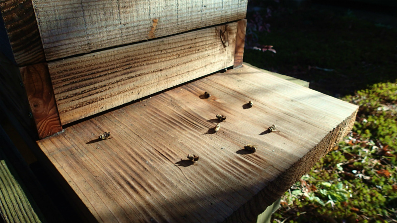 雨と寒さで死んだのでしょうか?