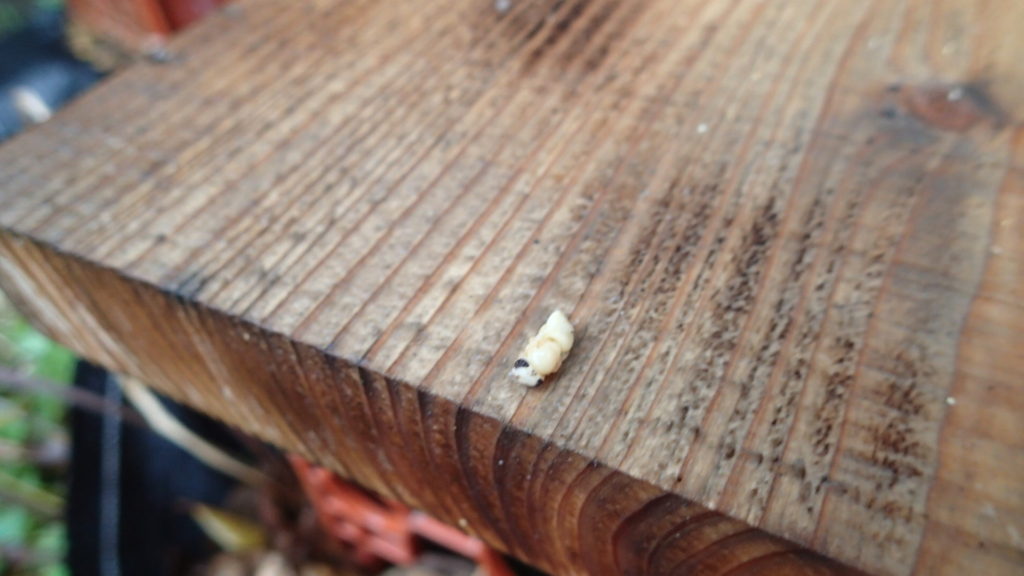 蜂児、蜂の姿になっています。何があったのか？