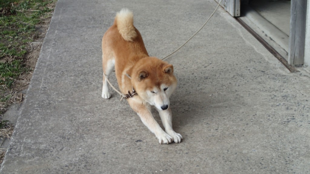 おじさんがきたら、まず体を伸ばします。