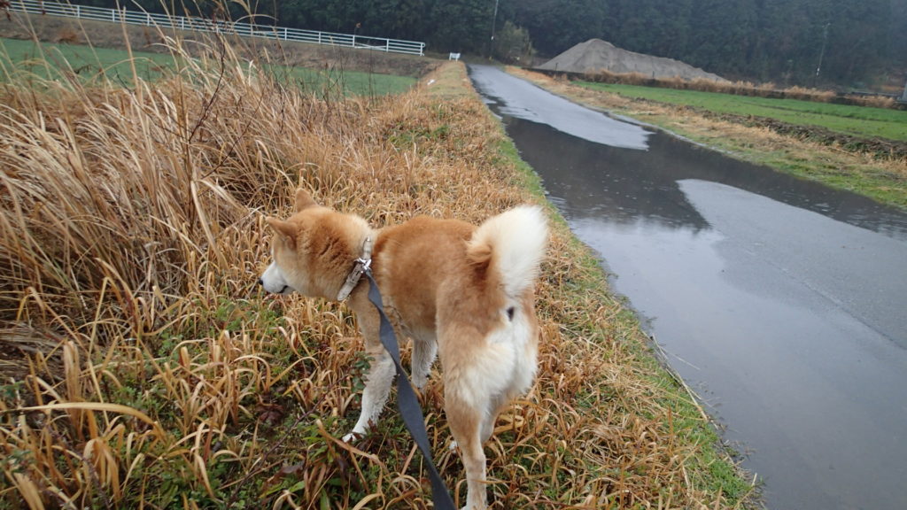 雨でも散歩します。犬の日課です。