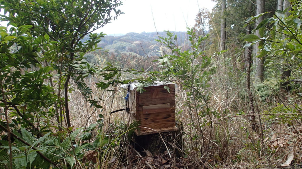 昨年と同じ設置場所、今年こそはと願います。