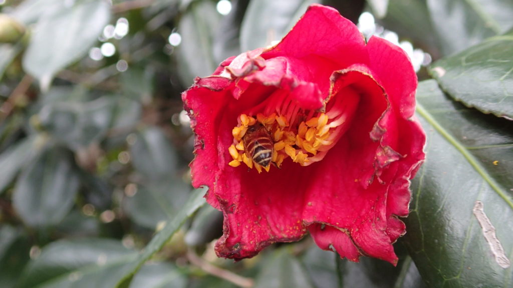 椿とみつばち