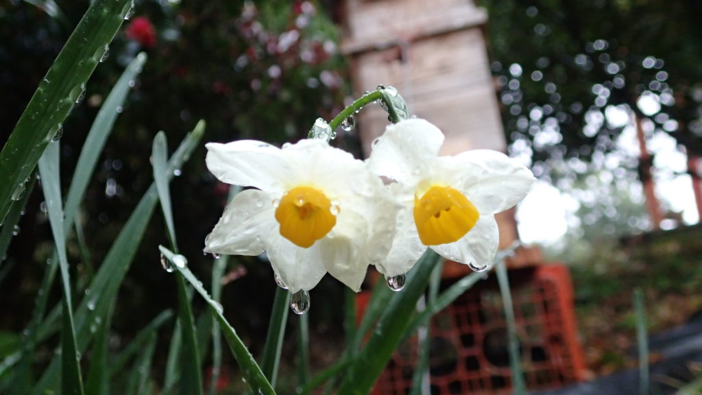 雨の中、スイセン