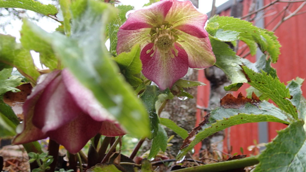 クリスマスローズ