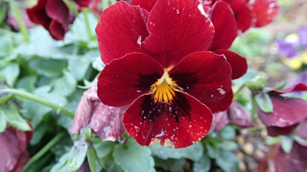 雨の中、花はいいもんです。