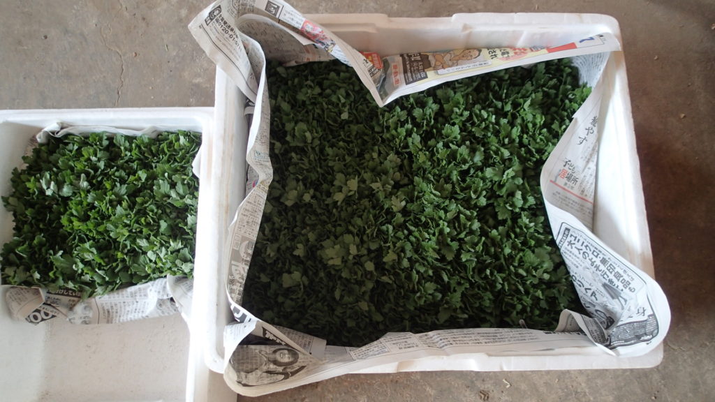 採穂、こんな状態で箱詰めして保冷します。