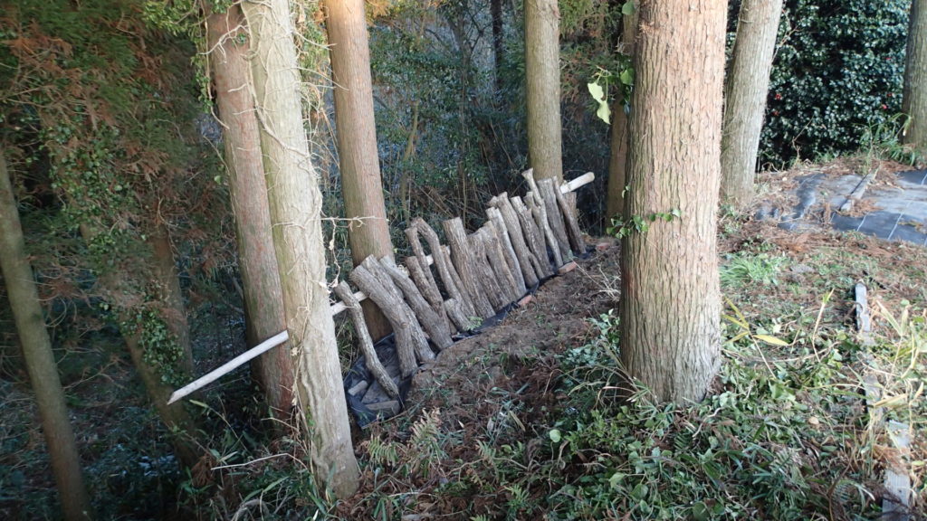 ほだ木です。さて、いつ採れるのでしょう！