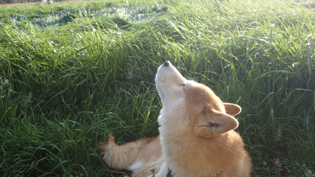 う～ん～、あたたかい陽のにおいがするよ！