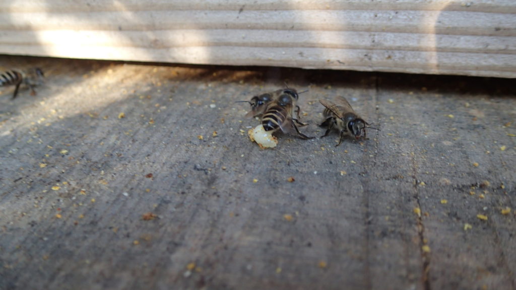 蜂児出し、最近多いです。