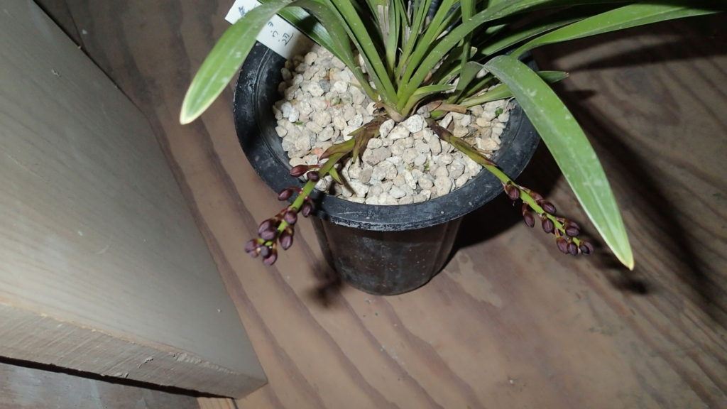 キンリョウヘン、花芽2コだけです。