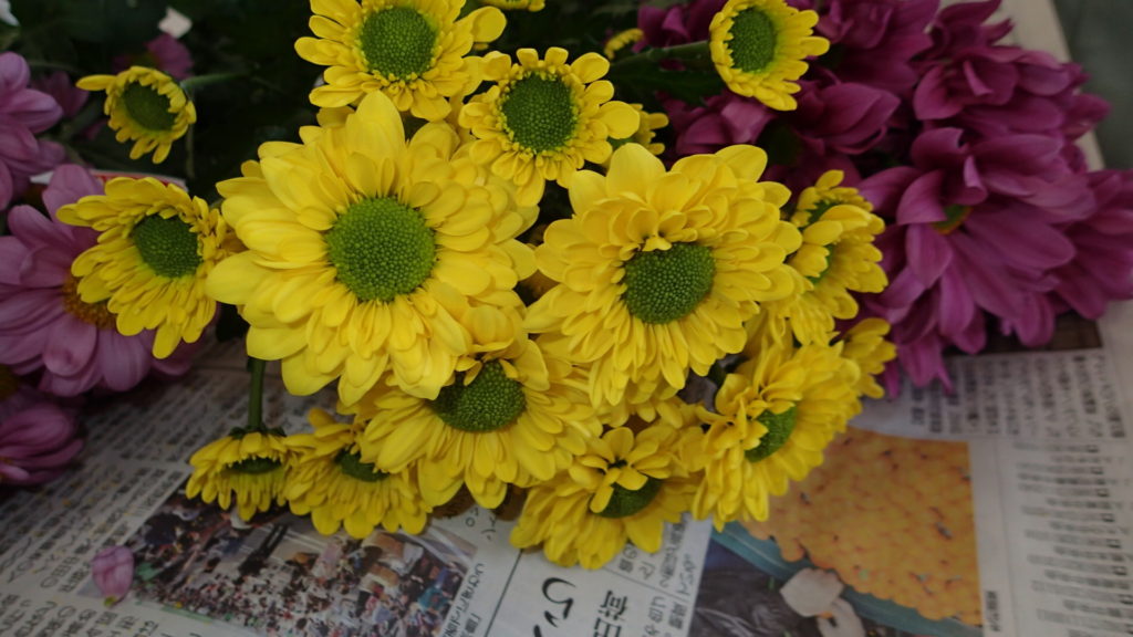 種苗会社から送られてきた品種です。