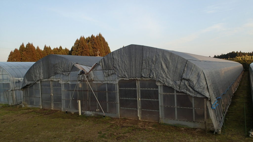 寒冷紗セット完了、次はトラクター作業です。