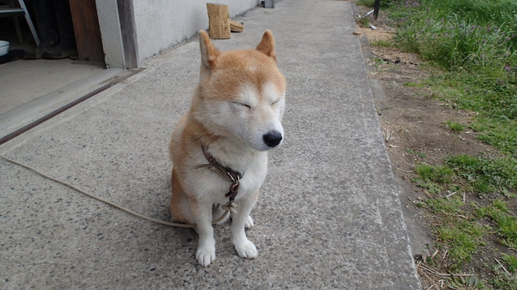 すっかり春の装いになったんですけど・・・