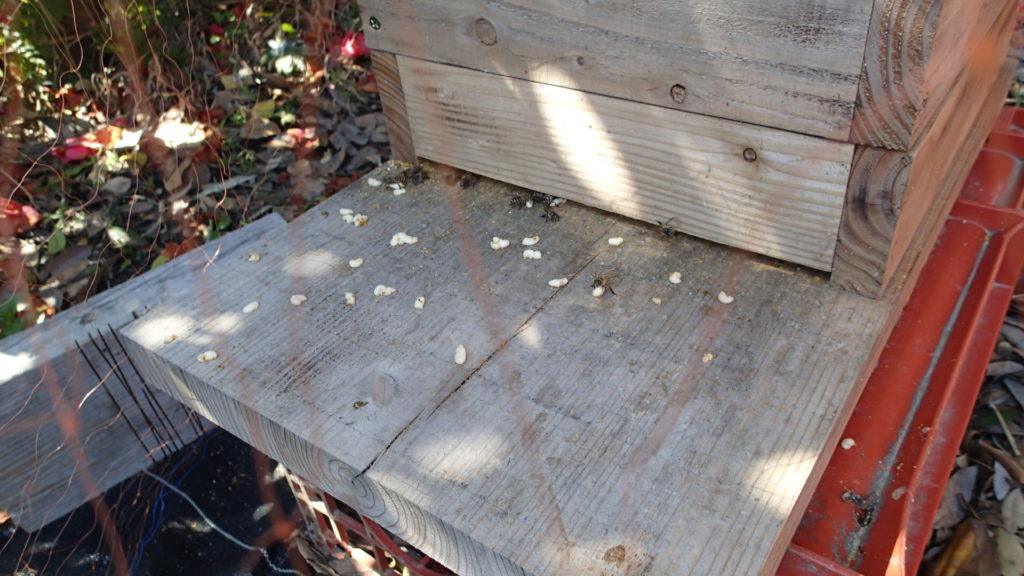 毎朝、たくさんの蜂児が出されています。
