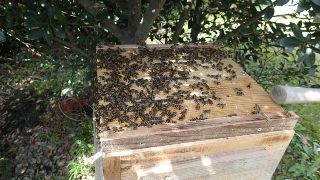 すのこにもたくさんの蜂がいます。