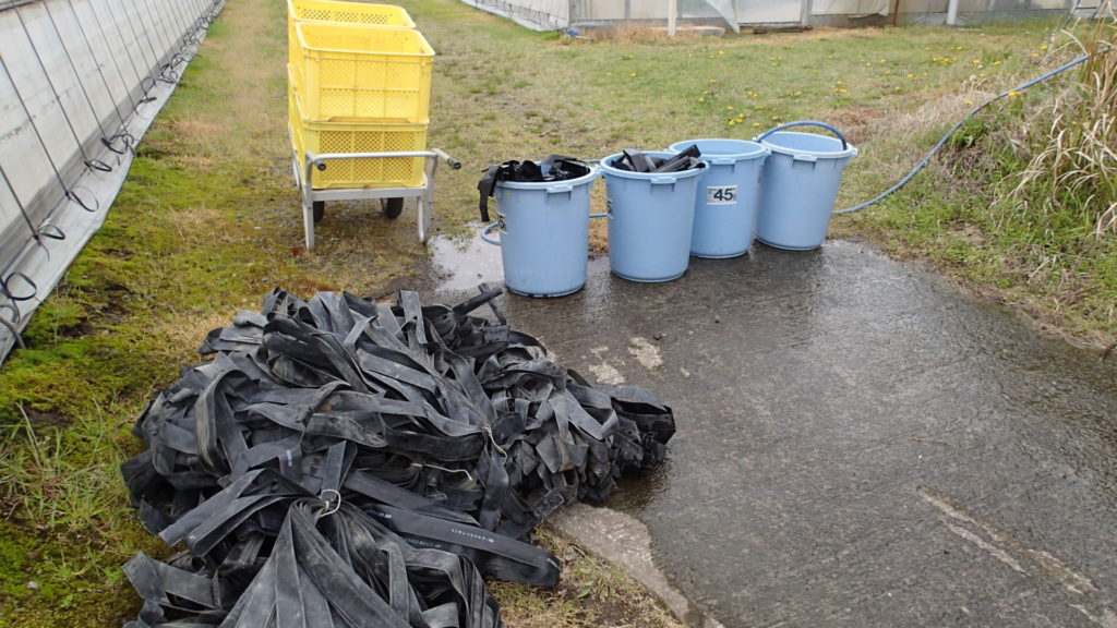 灌水チューブを水洗い