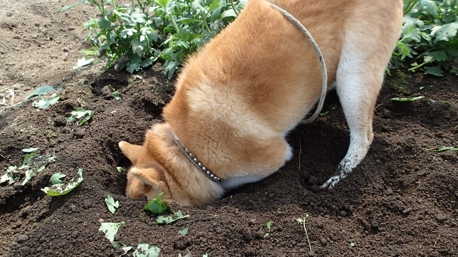 穴掘り犬タロー 毎日のんびーブログ