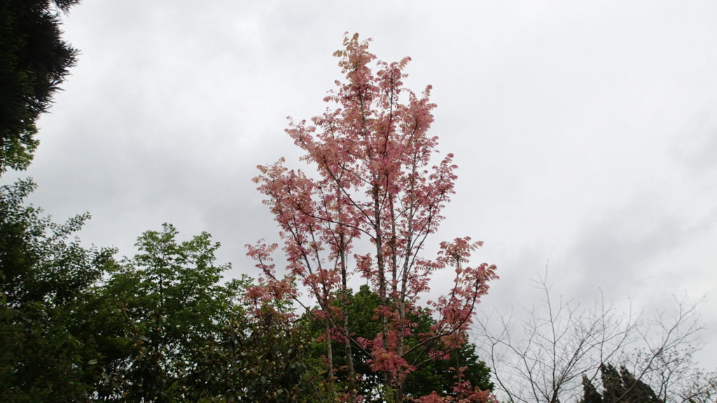 チャンチン（香椿）の若葉の色が好きです。