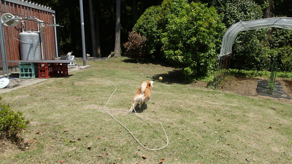 ボールより速くね！