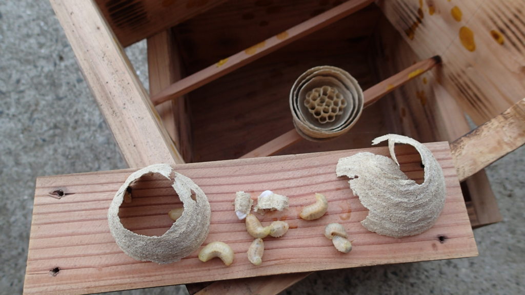 これも蜂児なんですが、かわいくありません。