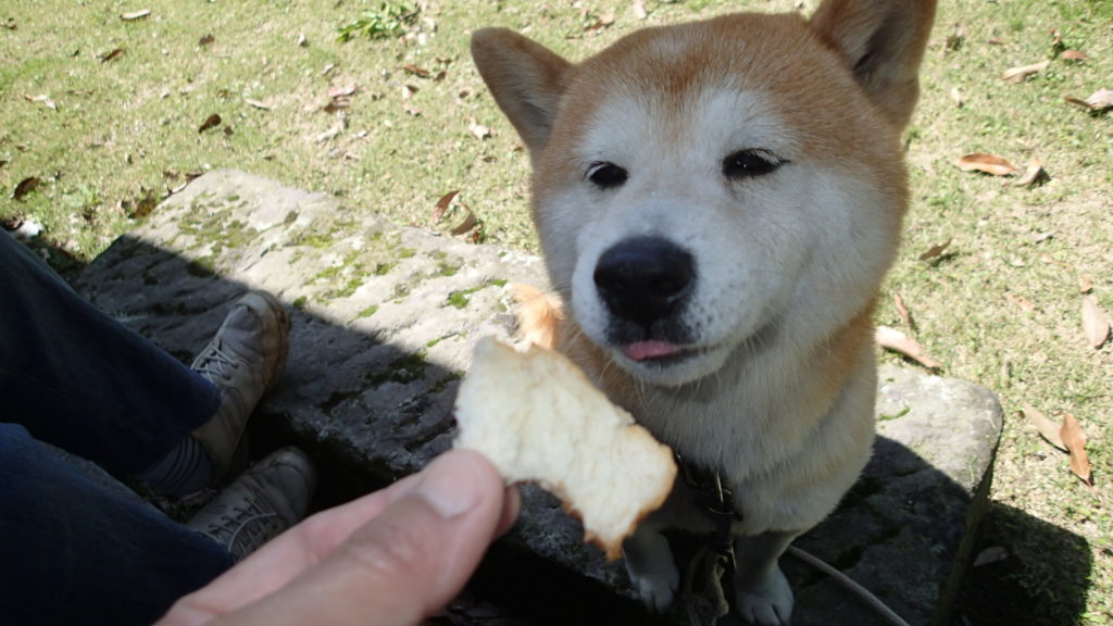 犬の大好物はパンです。