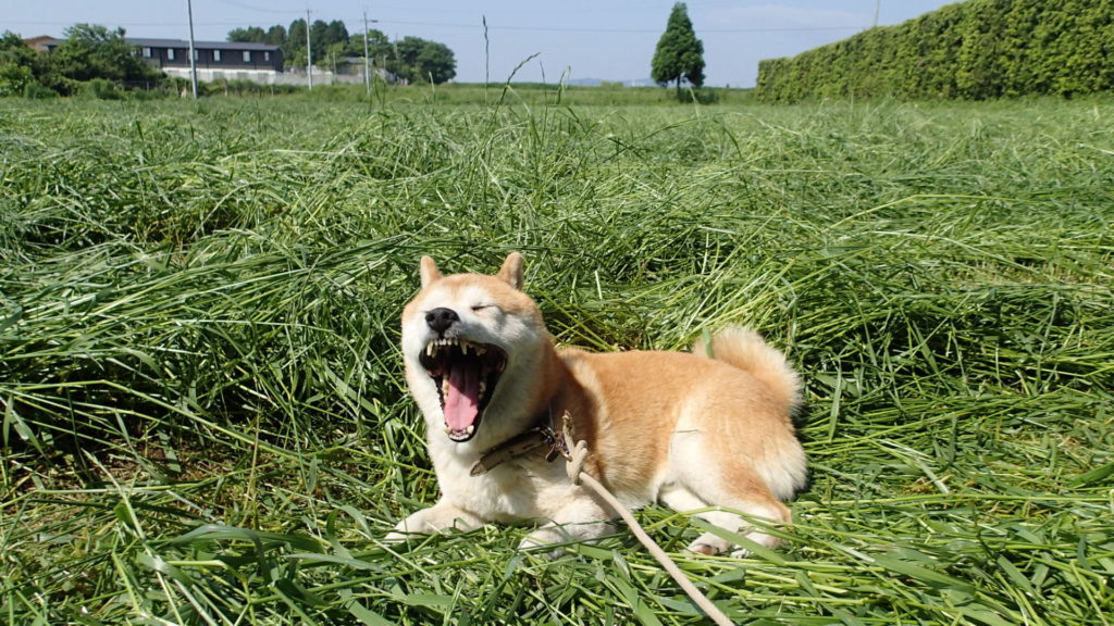 春眠暁を覚えず、犬にも当てはまります。