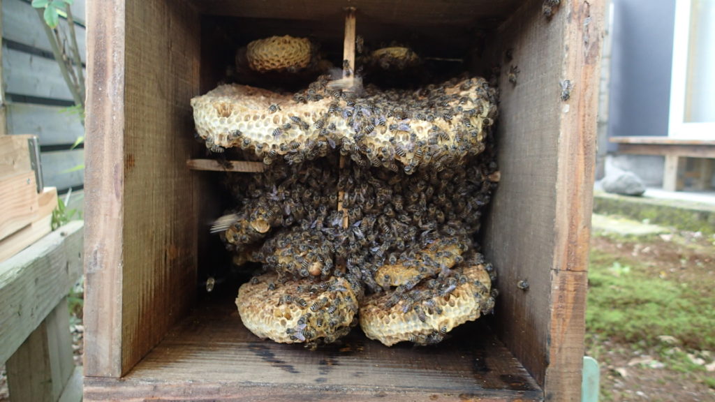 巣板がだんだん重力で・・・・