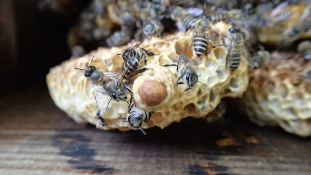 こんなに近くで見たのは初めてです。