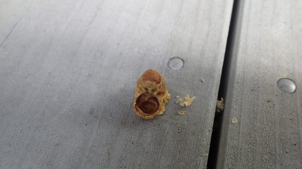 王椀外してみました。