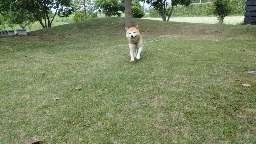芝と柴犬タロー