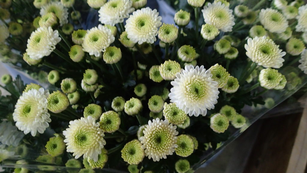 フェリー、きれいに咲きました。