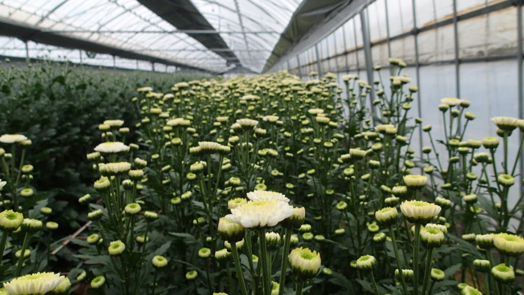 品種名　”フェリー”