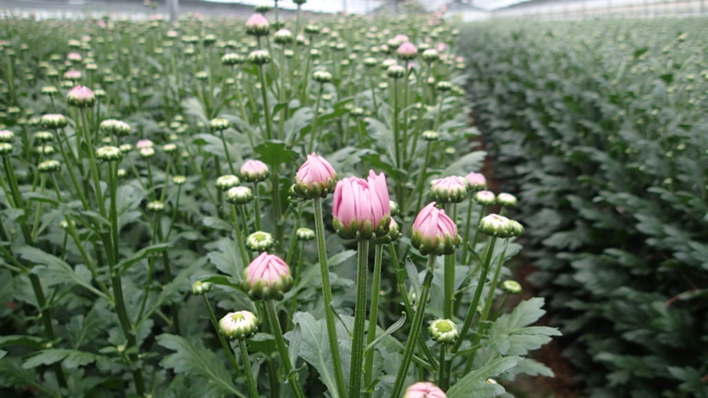 スプレーキク品種名”アモロッサ”