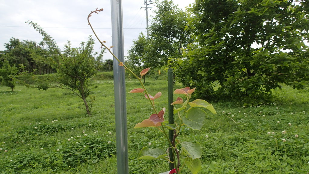 キウイ　その１