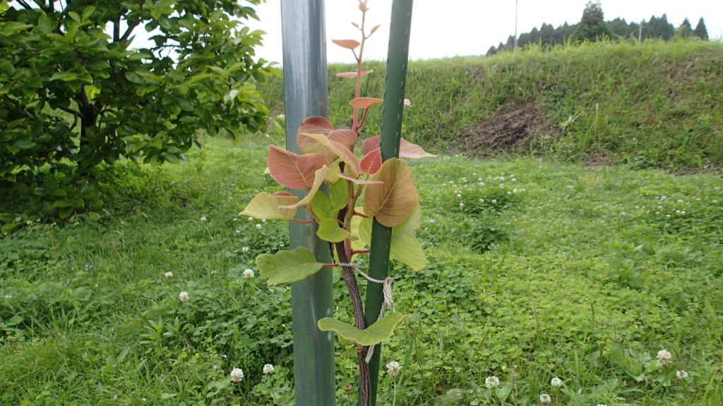 キウイ、その２