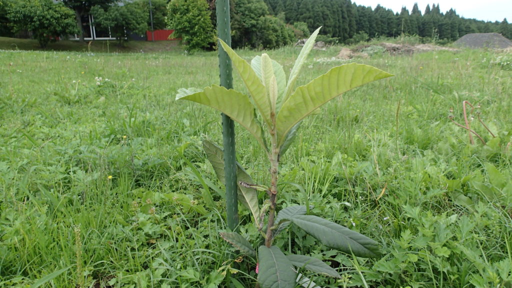 ビワ、一度霜にやられたけどまた新芽が出てきました。