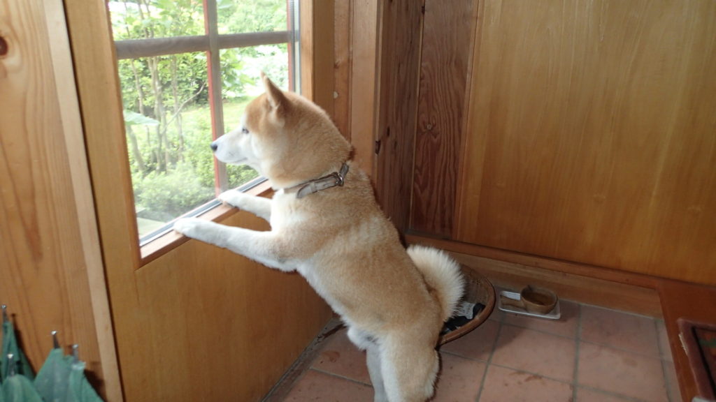 誰かきたよ、だれ？