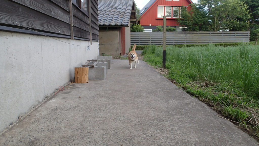 散歩の仕上げランです。