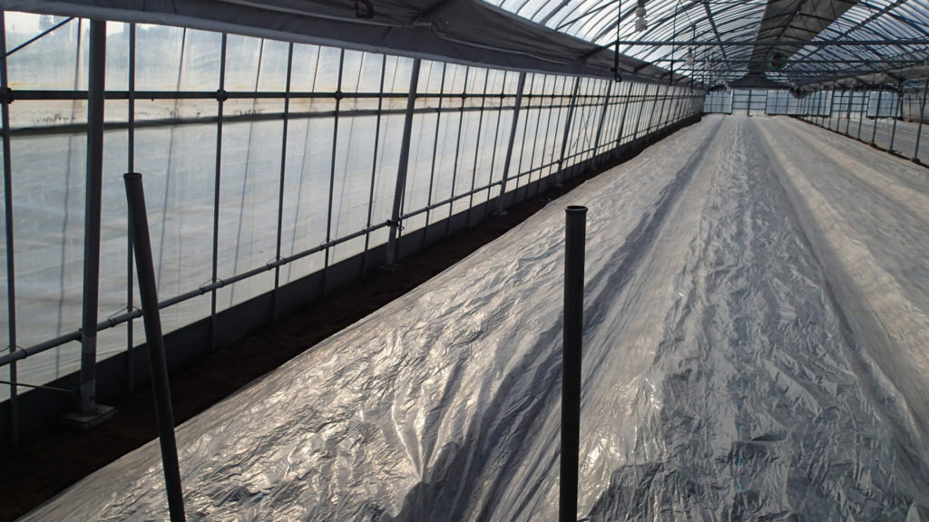 5時になったら巻き上げます。