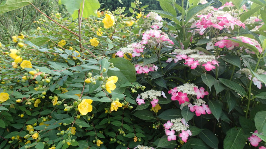 タローの散歩道で、