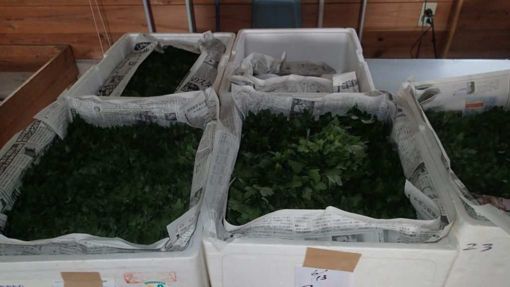 一晩置いて明日の朝冷蔵庫に入れます。ちなみに温度は5度です。