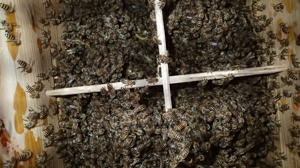 4月入居、三段目の巣落ち防止棒まできています。