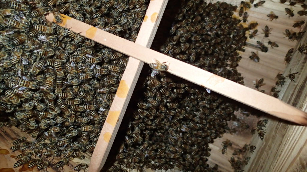 先日逃居した蜂たち、花粉を運び入れています。