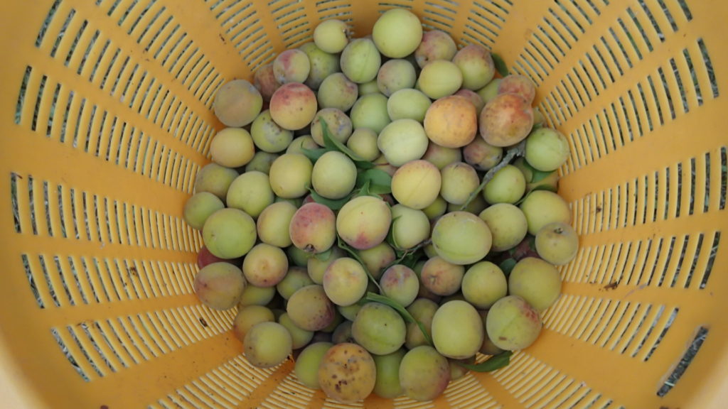 梅、約５ｋｇありました。