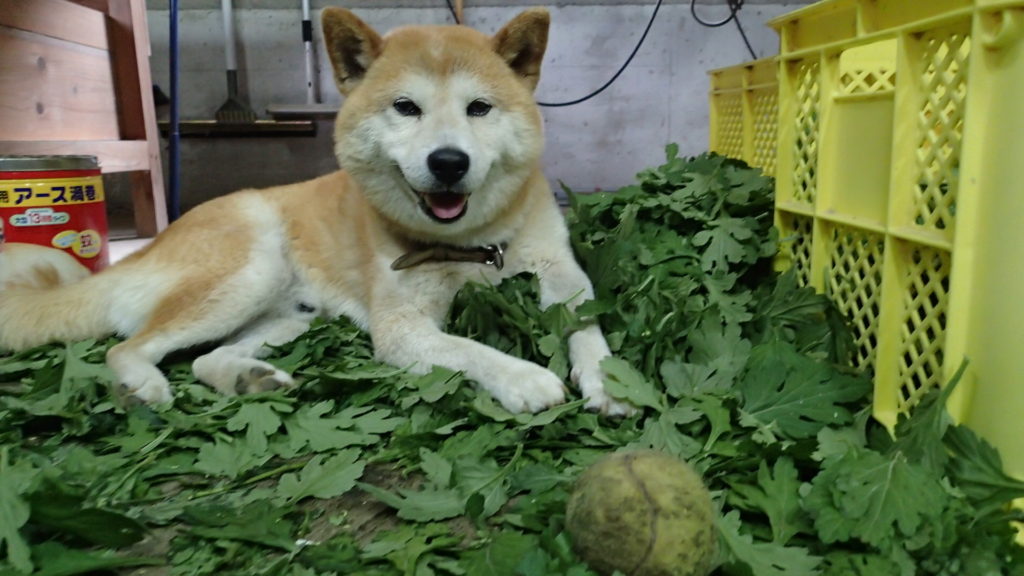 えへぇ、休憩だよ！