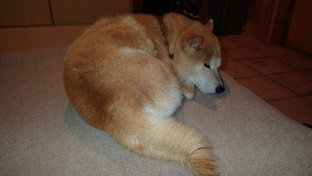 怒られたので、犬は寝ます。